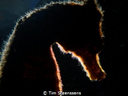 Seahorse - backlit by Tim Steenssens 